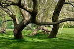 Centuries-old catalpa tree in the grounds of Château d’Attre, Exceptional Garden of Wallonia