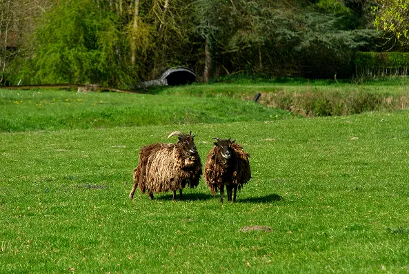 Two sheep in the grounds of Château d’Attre, Brugelette, province of Hainaut, Belgium
